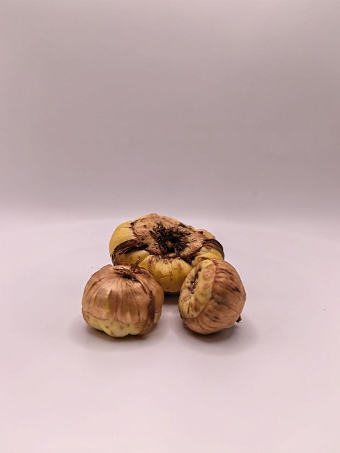 Гладиолус Медовый Месяц